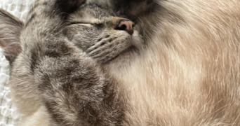 salah pet sitter à LILLE 59260_1