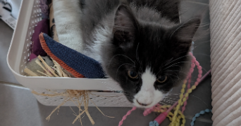 sandra pet sitter à LIMOUX 11300_2