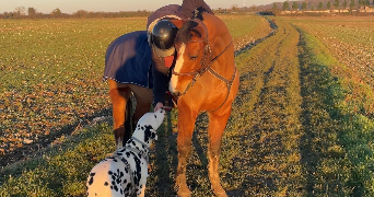 clémence pet sitter à Porcheville 78440_1