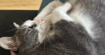 julie pet sitter à LYON 03 69003_5