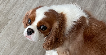 anne pet sitter à ILLKIRCH GRAFFENSTADEN 67400_5