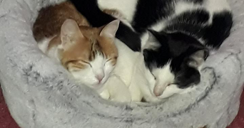 jessica pet sitter à JARNAC 16200_1
