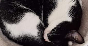 laurine pet sitter à AMBERIEU EN BUGEY 01500_2