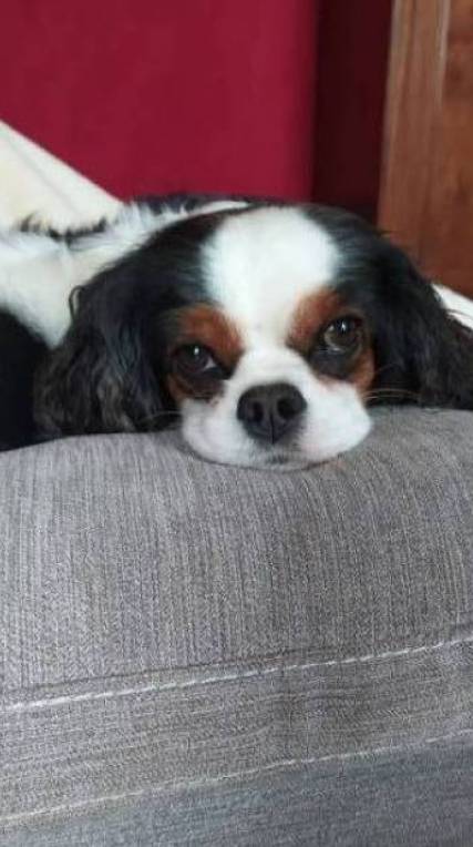 lola pet sitter à AGEN 47000_2