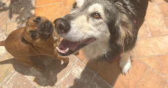 thibault pet sitter à TOULON 83200_3