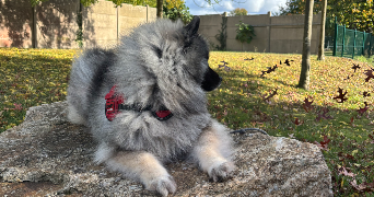 elodie pet sitter à POMMERIT LE VICOMTE 22200_1