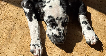 mélissa pet sitter à DRAVEIL 91210_1