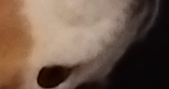 stéphanie pet sitter à SEYSSES 31600_0