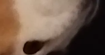 stéphanie pet sitter à SEYSSES 31600