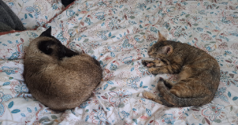 adeline pet sitter à PACE 35740_3
