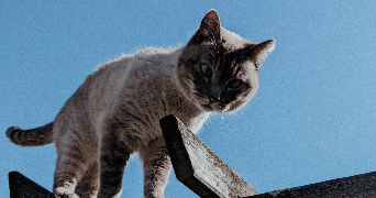 stella pet sitter à Bellevigny 85170_0