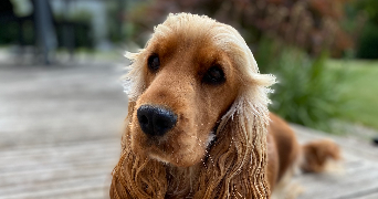 margot pet sitter à GUILVINEC 29730_1