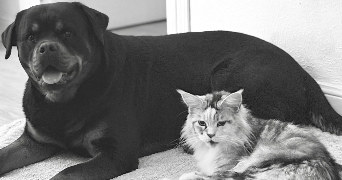 anais pet sitter à SEDAN 08200_2