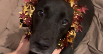 camille pet sitter à AIX EN PROVENCE 13100_1