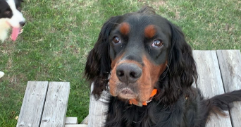 claire pet sitter à ANGERS 49000_7