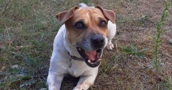 cannelle pet sitter à CELLETTES 41120_6