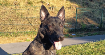 rebecca pet sitter à MASSY 91300_2