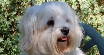 caroline pet sitter à BORDEAUX 33100_1