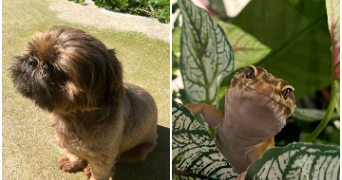 alexandra pet sitter à VIENNE 38200_0