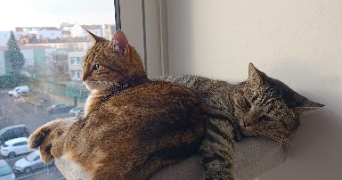 alice pet sitter à CLERMONT FERRAND 63000_3
