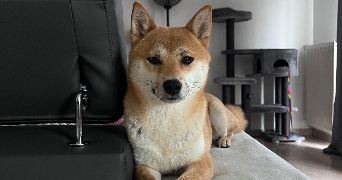 hugo pet sitter à NEUVILLE DE POITOU 86170_2