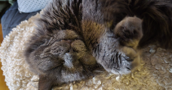 alexandra pet sitter à PARIS 16 75016_0