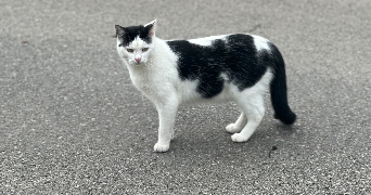 nina pet sitter à ST BREVIN LES PINS 44250_1