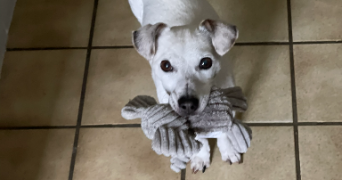 justine pet sitter à CHAMBOURCY 78240_1