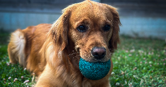 doriane pet sitter à Gonesse 95500_7