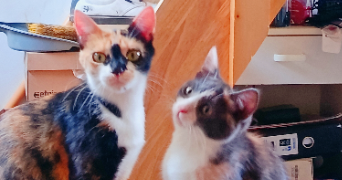 leilani pet sitter à AUCH 32000_1