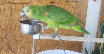 typhaine pet sitter à BAYONNE 64100_3