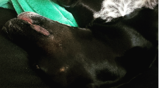 geoffrey pet sitter à DENAIN 59220_0