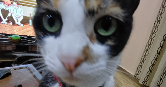 amira pet sitter à MONTPELLIER 34070_2