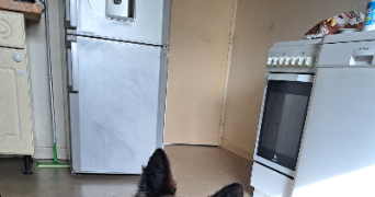 laurine pet sitter à WITTENHEIM 68270_0