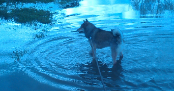 andréa pet sitter à SAUMUR 49400_16