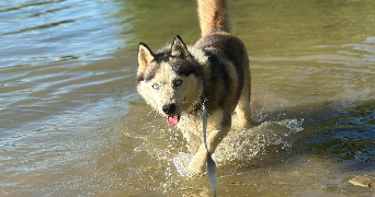 camille pet sitter à ST DIDIER SUR CHALARONNE 01140_0