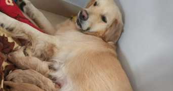 anushka pet sitter à MARSEILLE 09 13009_3