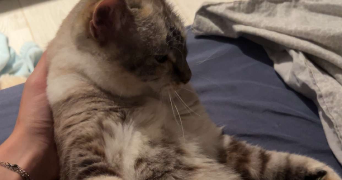 luna pet sitter à TOURS 37000_3