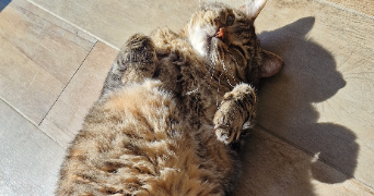 lydie pet sitter à AUDRUICQ 62370_6