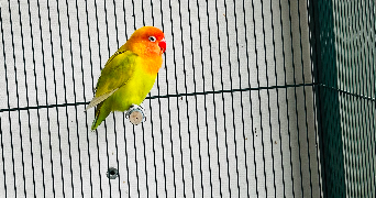 audrey pet sitter à GOUVIEUX 60270_6
