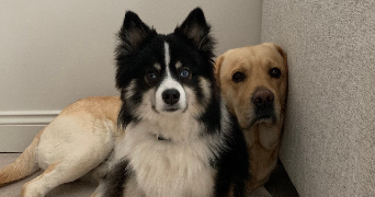 hélène pet sitter à ST SATURNIN LES APT 84490_8