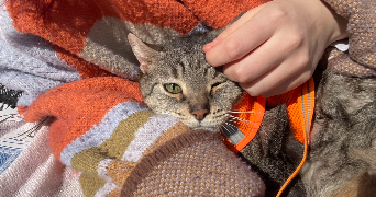 lou-anne pet sitter à PARIS 13 75013_1