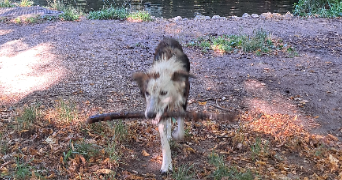 hannah pet sitter à MONTREUIL 93100_1