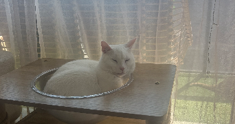 marion pet sitter à LILLE 59800_3