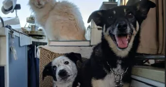 erica pet sitter à PIERREFITTE SUR SEINE 93380