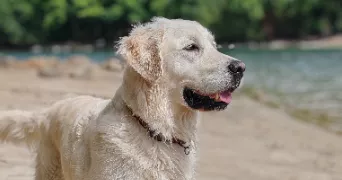 céline pet sitter à ST PAUL DES LANDES 15250
