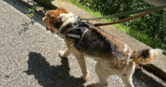 jade pet sitter à EYBENS 38320_2