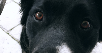 camille pet sitter à CLAMART 92140_3