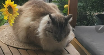 frederick pet sitter à COMINES 59560_1