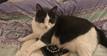 charlie pet sitter à TOURCOING 59200_0